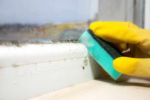 Best Commercial Mold Remediation in Oak Grove, MO